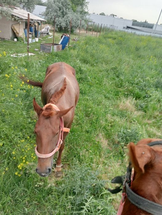 Продам кабылу бие сатам
