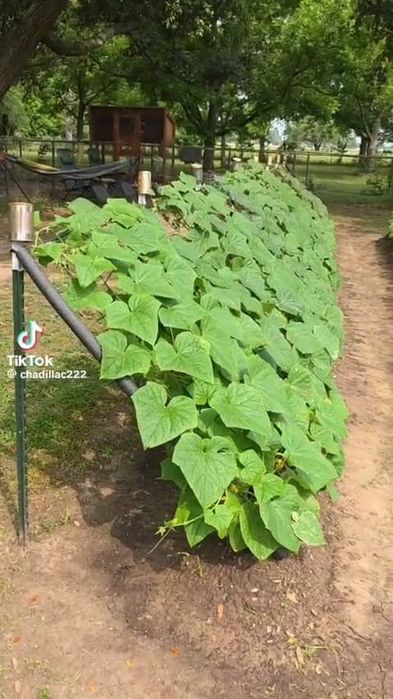 Продам дачу сад. "Заря" 1 линия