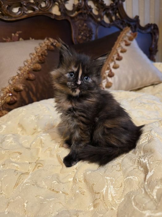 Мейн  куун котета