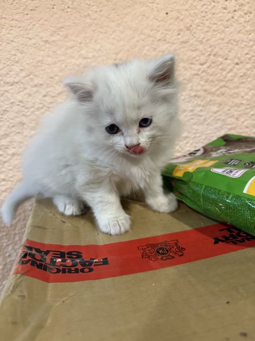 Продам котенка ,  игривая