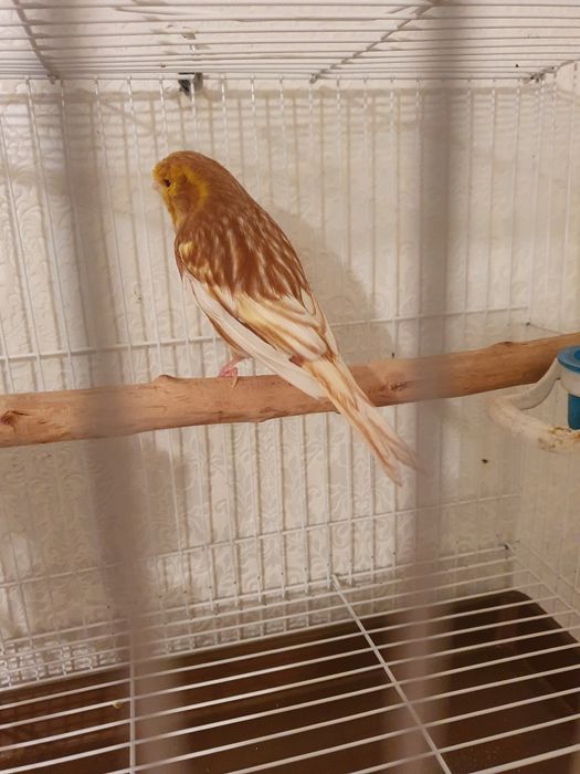 Продаю фео канарека