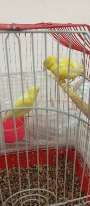 Продаю канарейки