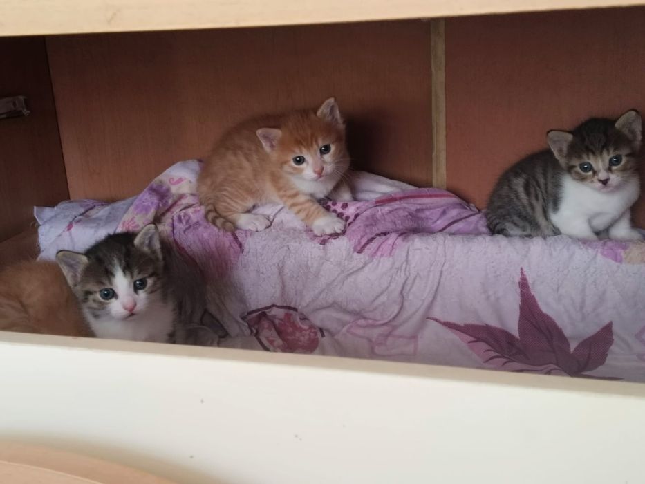 Отдам котят в добрые руки