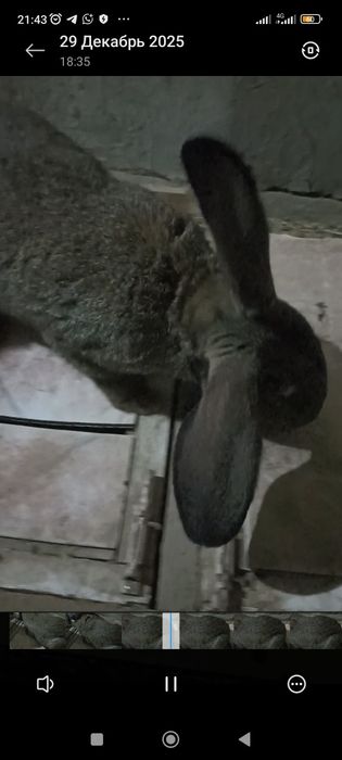 Фландр нар куëн сотилади