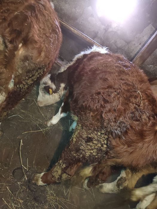 Белоголовый подсосный бычок