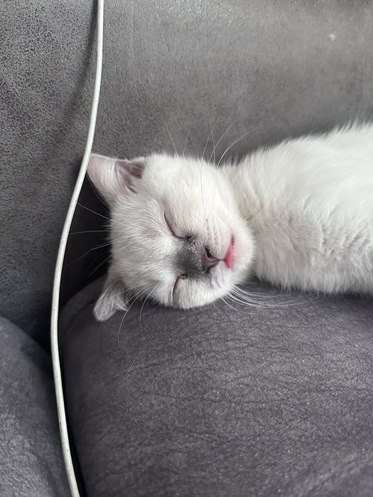 Котенок в добрые руки