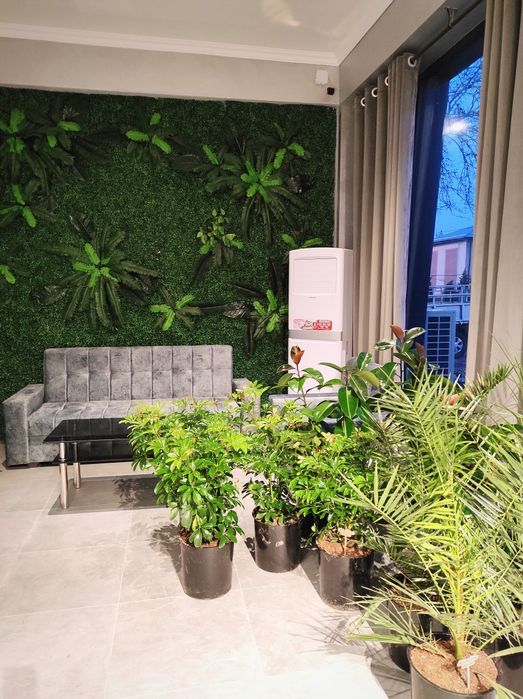 Офисные растения цветы. Оформление офисов, гостиниц цветами.