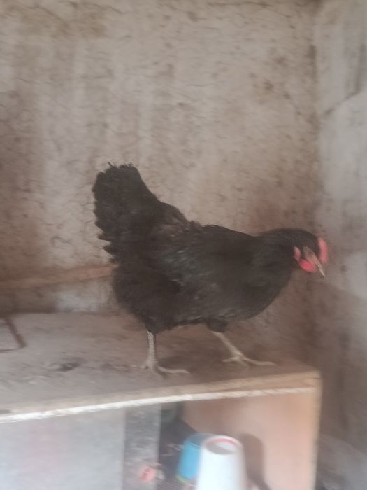 Инкубационный яицо Джерси гигант