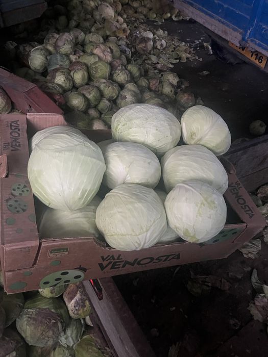 Varza de pastrare agresor