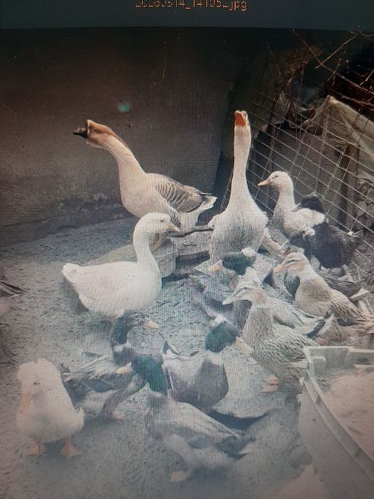 pasari de casa de vanzare