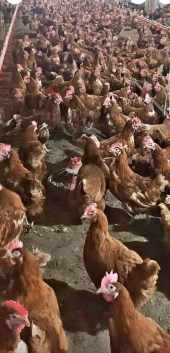 Vând găini ouătoare vârstă 11 luni sunt foarte bune de ouat