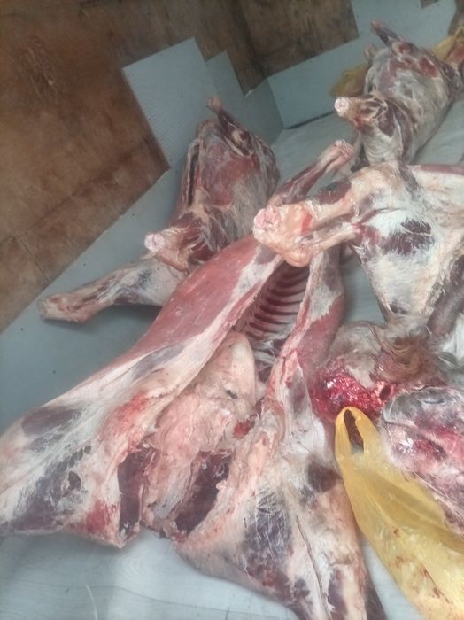 Семіз Тайыншалар