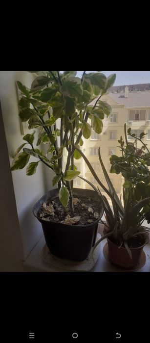 Алоэ растение в горшке