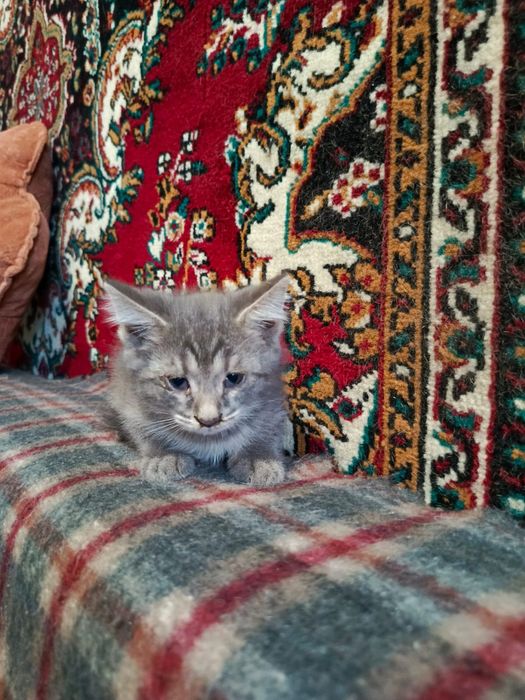 Подарок котята в добрые руки