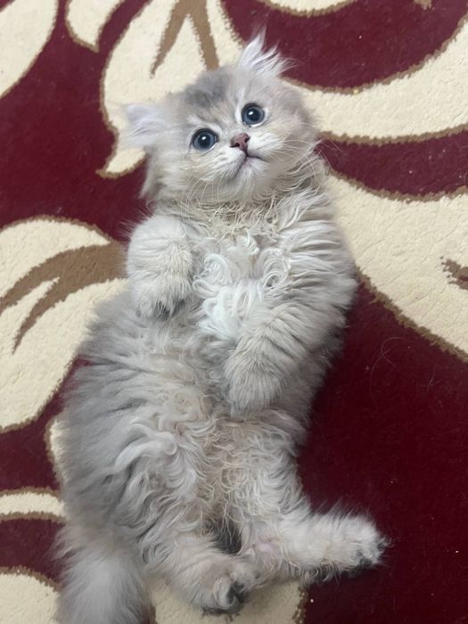 Продаётся чистокровный британский котёнок скоттиш-страйт