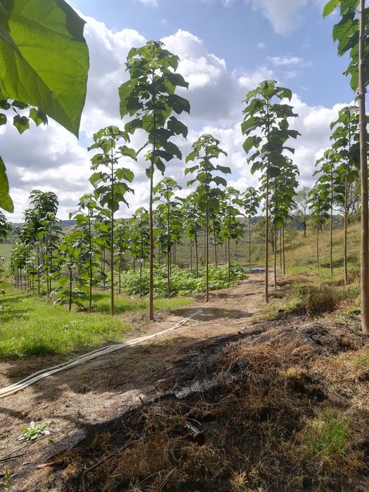 Butași Paulownia