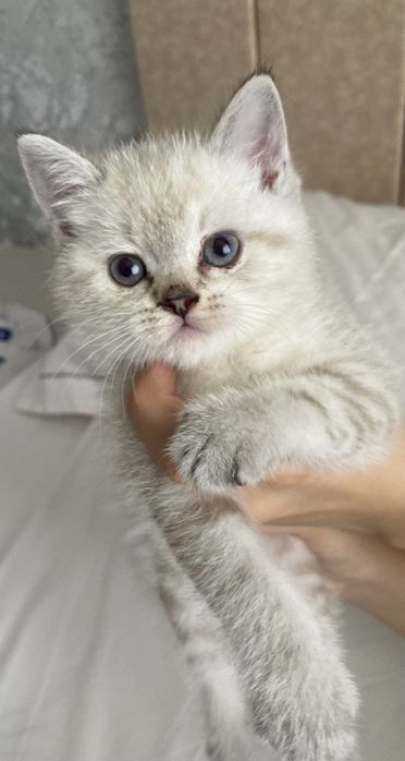 (скоттиш-страйт) с окрасом серебристая шиншилла.