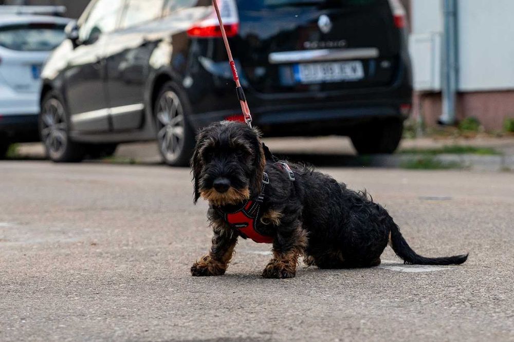 Pui teckel sarmos standard , Pedigree A
