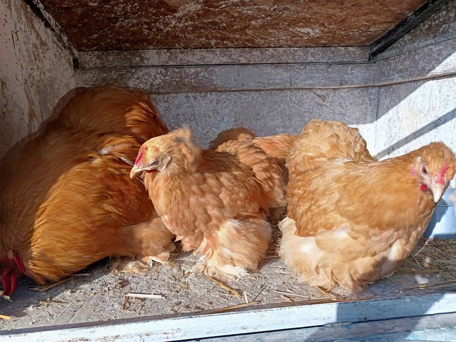 Oua incubat mătase japoneza și cochincina galben pitic