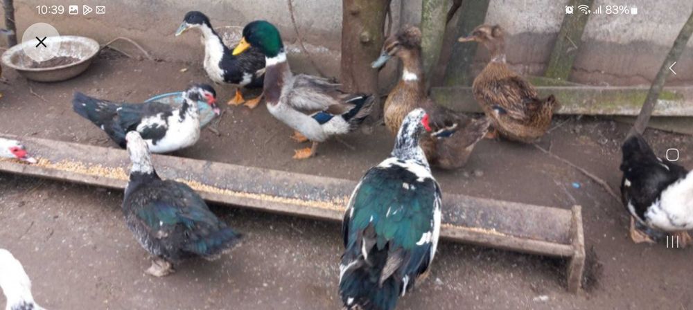 Rata Leseasca Muta si Rata Romaneasca Comuna