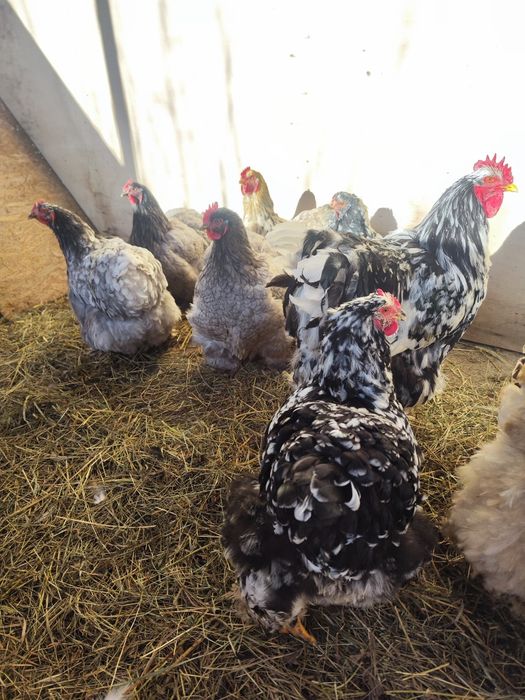 Vând oua incubat rasa Orpington negru și galben și Cochinchina