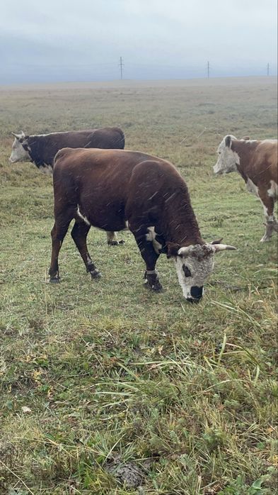 Прадается бычкиии