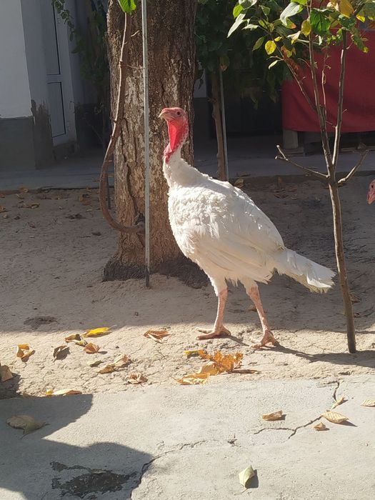 Куркалар сотилади.