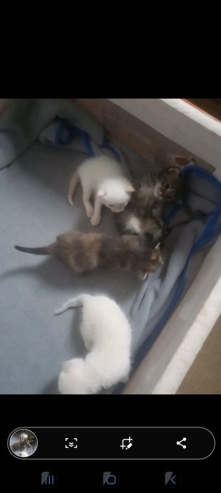 Продаеться котята