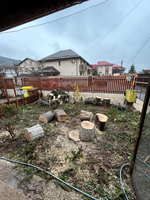 Dobor si toaletez pomi