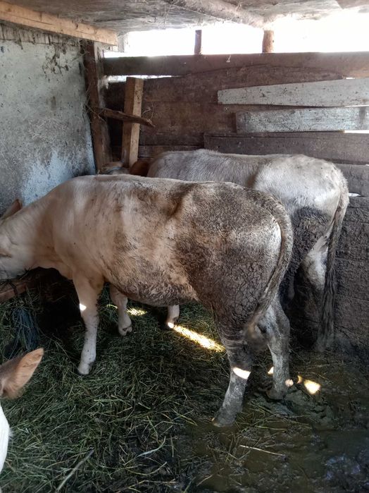 Vând doua vitele bune de ținere