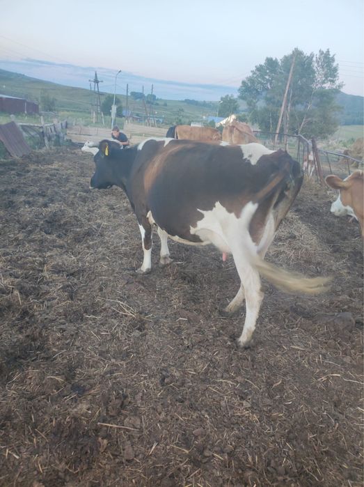 Продам коров дойных