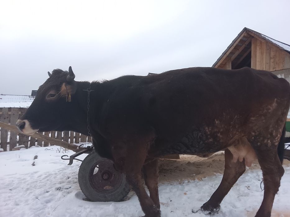 Vând vaca buna de lapte este fătată de 6 săptămâni