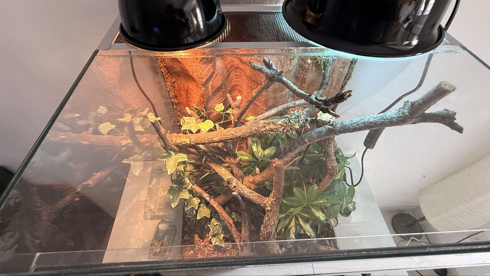 Terariu din sticlă 45x45x60 cm – complet amenajat cu plante vii