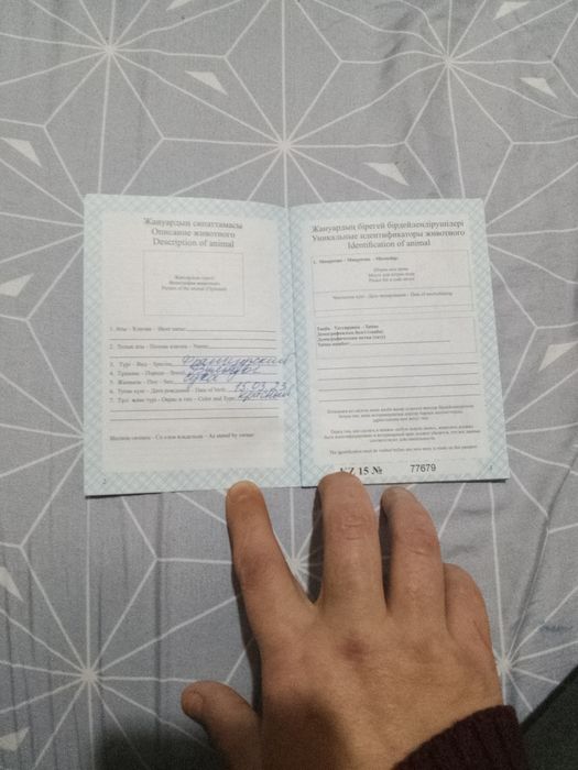 Продам французский бульдог