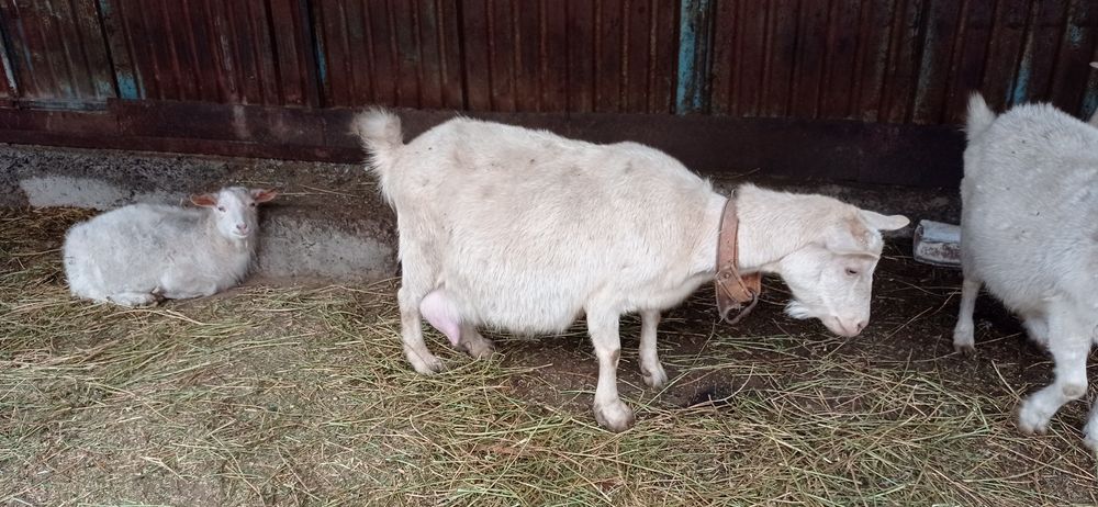 Ешкилер сатылады