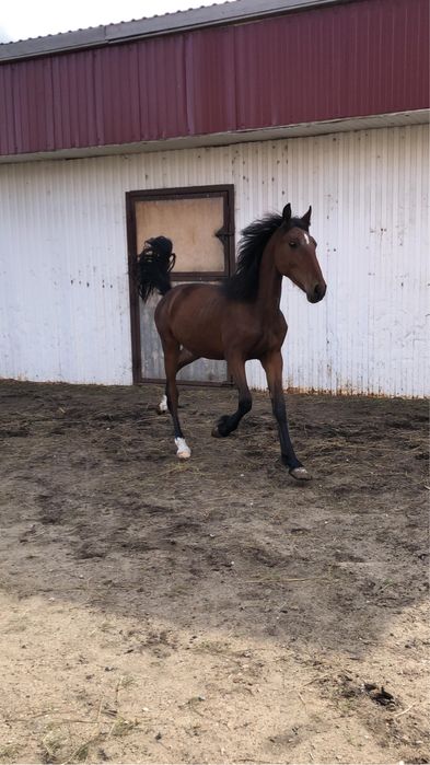 Продам жеребчика