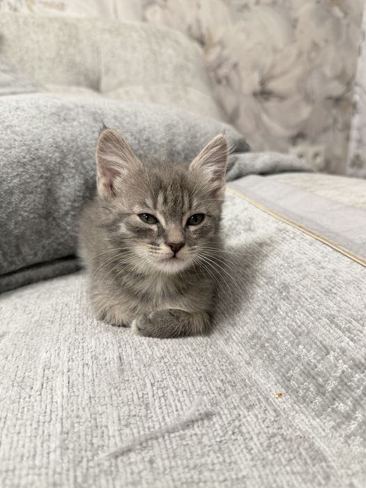 Отдам девочку котенка бесплатно
