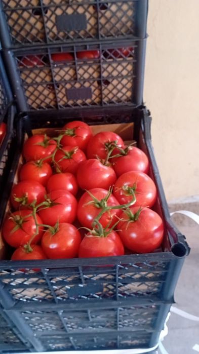 Помидор сотамиз оптомга Туркманистоники