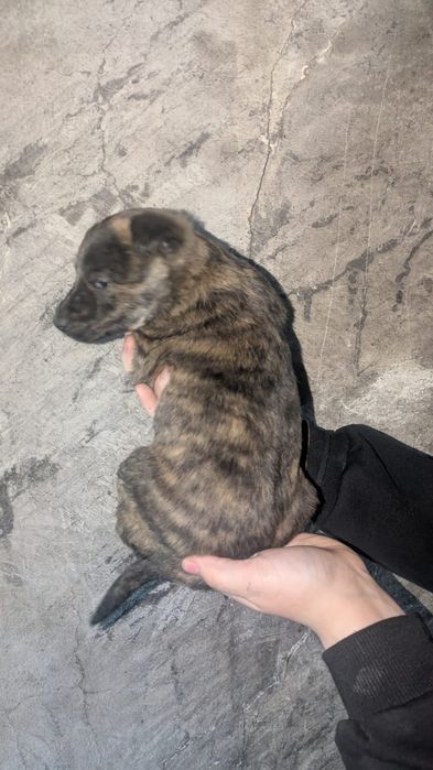 Щенки мальчики ищут дом