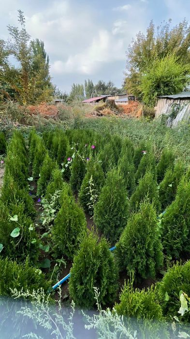 Продам Туи Смарагд