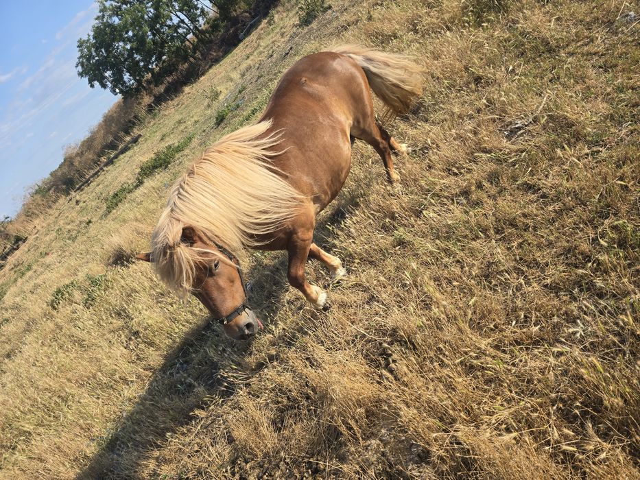 Poneita de vanzare talie medie
