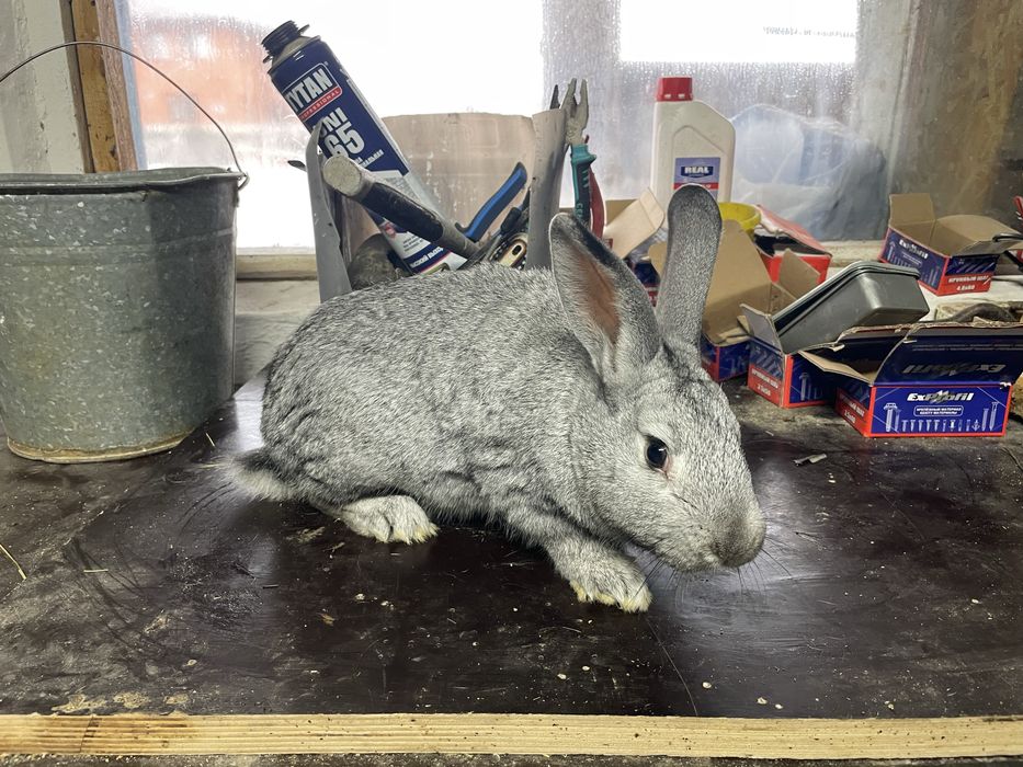 Продам кроликоков