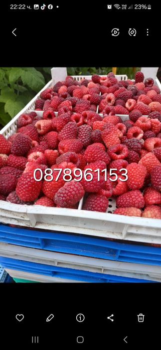 Расзад малини и ягоди