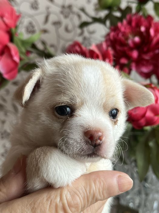 Щенки чихуахуа разного окраса