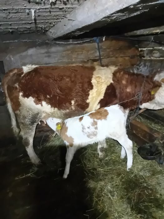 Junincă de vânzare