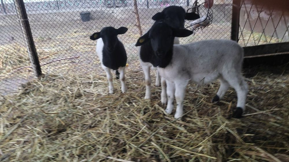 Дорпер кузилари сотилади