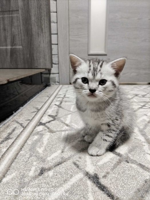 Котята Шотландской вислоухой