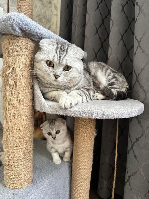 Шотландские котята