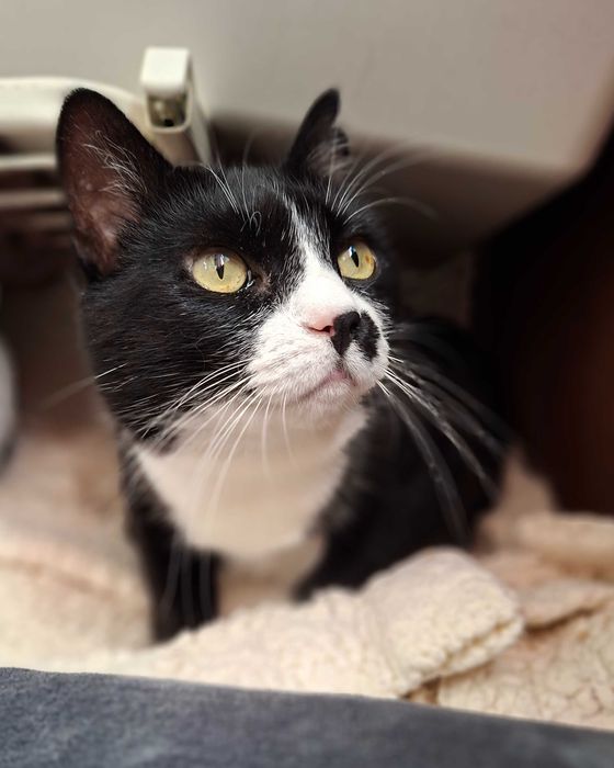 Adoptie pisica neagra curte Martafica