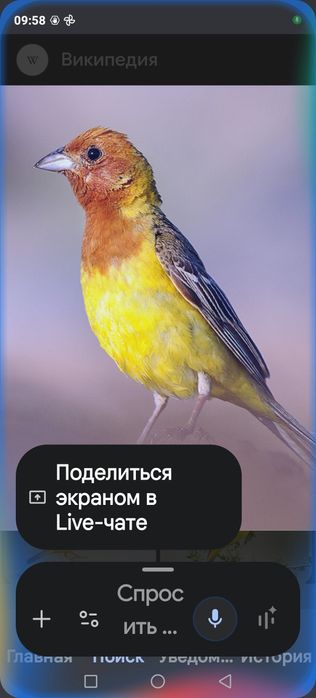 Продам птицу певчую